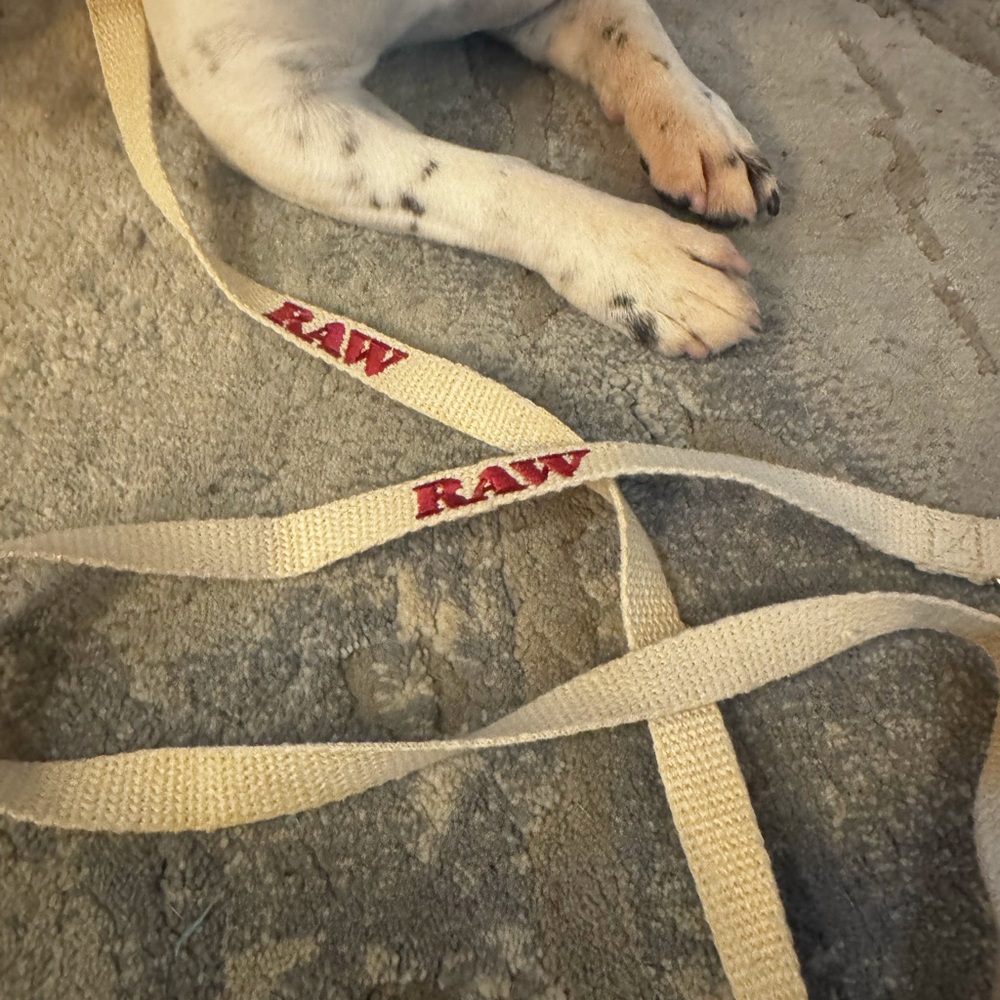 RAW Dog Leash